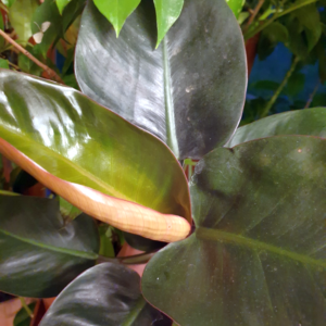 - Aroids (Philodendron, Monstera, etc.)