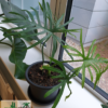 Philodendron elegans – Bild 2