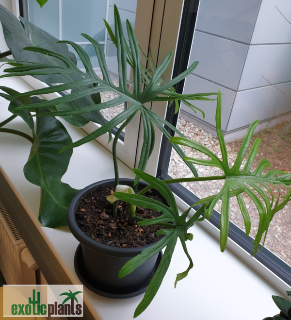 Philodendron elegans – Bild 2