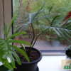 Philodendron elegans