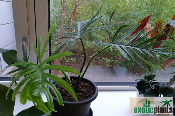 Philodendron elegans