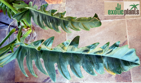 Philodendron cv. 'Narrow' syn. 'Jungle Boogie'