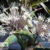 Sansevieria sinus-simiorum R1734 – Bild 2
