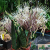 Sansevieria sinus-simiorum R1734 – Bild 3