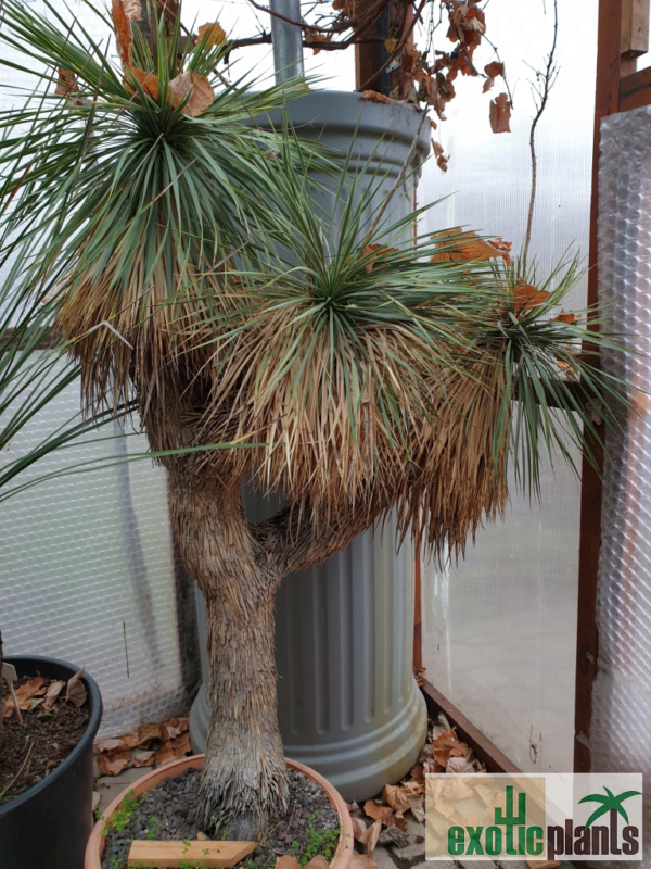 Yucca rostrata (Nr. 2)