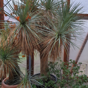 - Yucca
