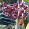 Hoya pubicalyx „Red Buttons“ – Bild 2