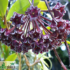 Hoya pubicalyx „Red Buttons“ – Bild 3