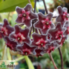 Hoya pubicalyx „Red Buttons“ – Bild 4