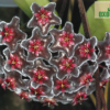 Hoya pubicalyx „Red Buttons“ – Bild 5