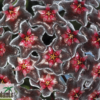 Hoya pubicalyx „Red Buttons“