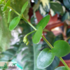 Hoya cumingiana (IPPS1101)