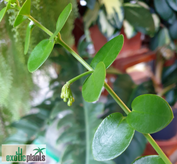 Hoya cumingiana (IPPS1101)