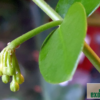 Hoya cumingiana (IPPS1101) – Bild 3