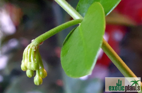 Hoya cumingiana (IPPS1101) – Bild 3