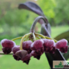 Hoya kentiana (IPPS7402)