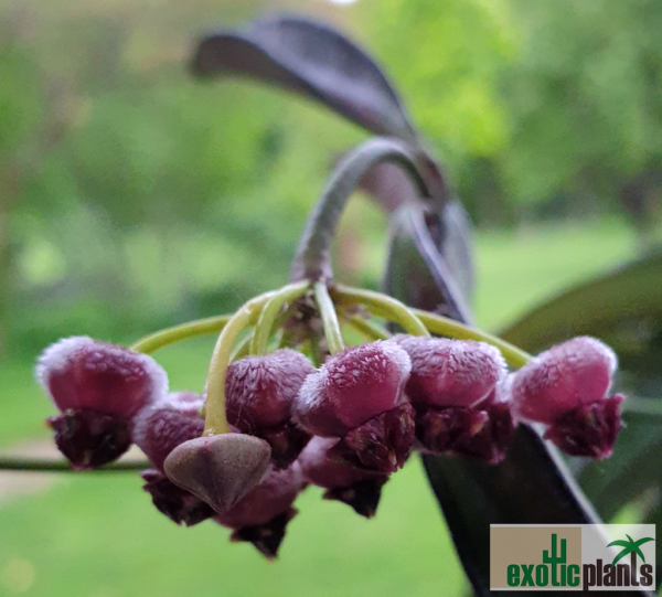 Hoya kentiana (IPPS7402)