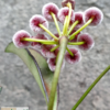 Hoya kentiana (IPPS7402) – Bild 2