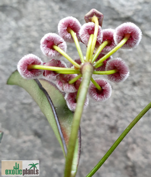 Hoya kentiana (IPPS7402) – Bild 2