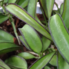 Hoya kentiana (IPPS7402) – Bild 3