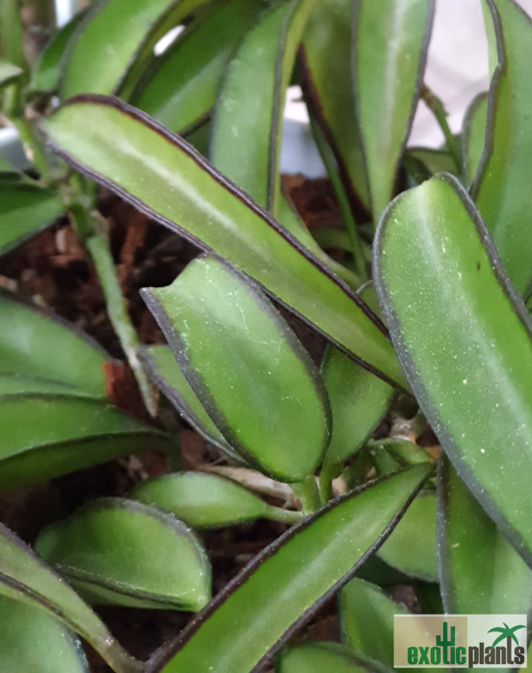 Hoya kentiana (IPPS7402) – Bild 3