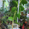 Hoya cumingiana (IPPS1101) – Bild 2