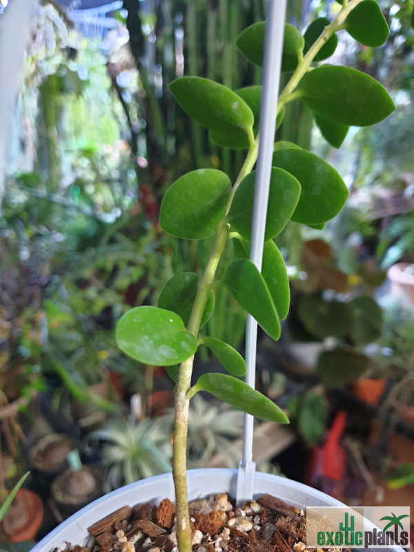 Hoya cumingiana (IPPS1101) – Bild 2