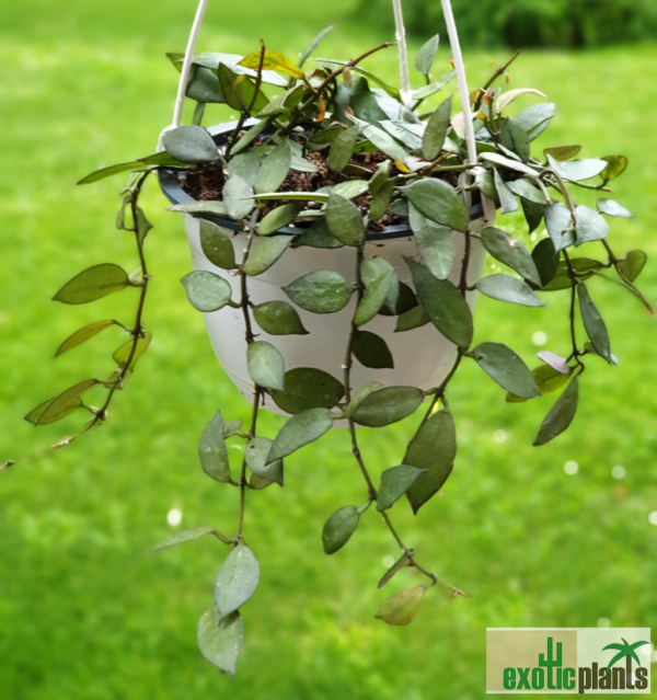 Hoya lacunosa