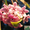 Hoya cv. 'Minibelle' – Bild 3