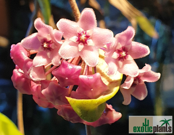 Hoya cv. 'Minibelle' – Bild 3