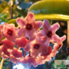 Hoya cv. 'Minibelle' – Bild 2