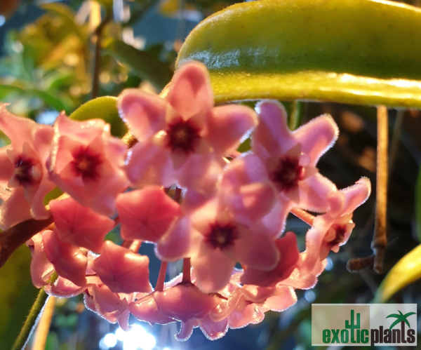 Hoya cv. 'Minibelle' – Bild 2