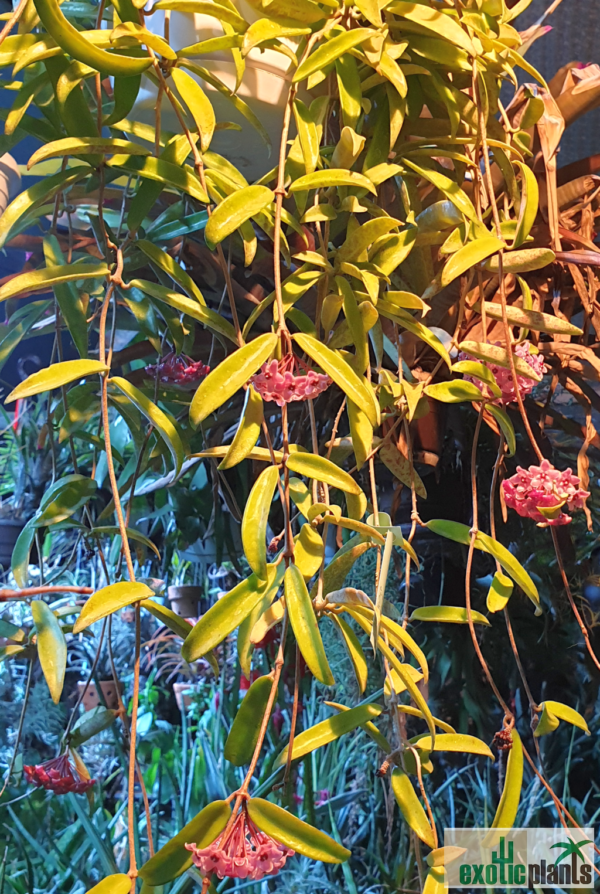 Hoya cv. 'Minibelle'