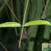Hoya cv. 'Minibelle' – Bild 4