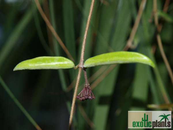 Hoya cv. 'Minibelle' – Bild 4