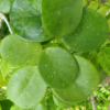 Hoya obovata