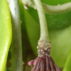 Hoya obovata – Bild 2