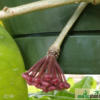 Hoya obovata – Bild 3