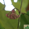 Hoya obovata – Bild 4