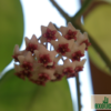 Hoya obovata – Bild 5