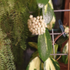 Hoya verticillata variegata