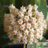 Hoya verticillata variegata – Bild 2