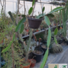 Hylocereus undatus (Einzelstück) – Bild 2