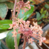 Hoya macrophylla Blütenstand