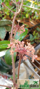Hoya macrophylla Blütenstand