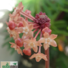Hoya macrophylla Blütenstand