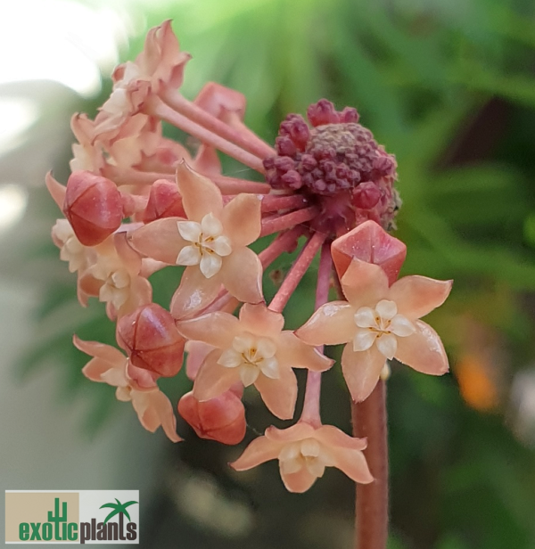 Hoya macrophylla Blütenstand