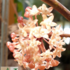 Hoya macrophylla Blütenstand