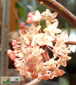 Hoya macrophylla Blütenstand