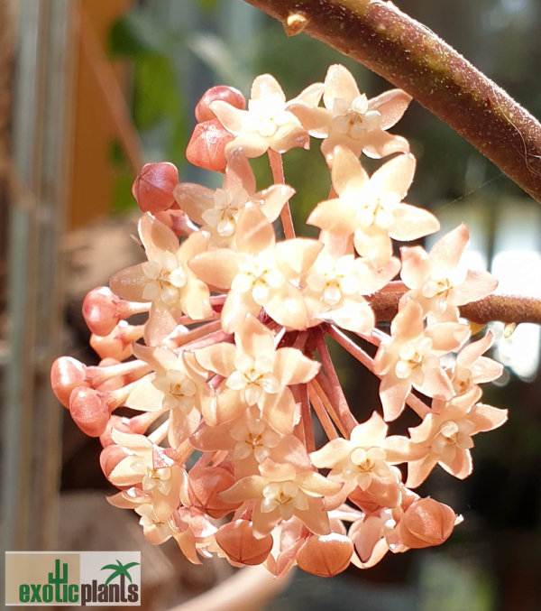 Hoya macrophylla Blütenstand
